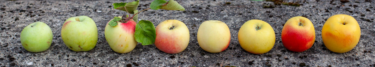 Les croqueurs de pommes du Cantal